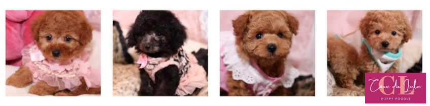 大阪トイプードル専門犬舎【CoCo de LuLu】情報サイト